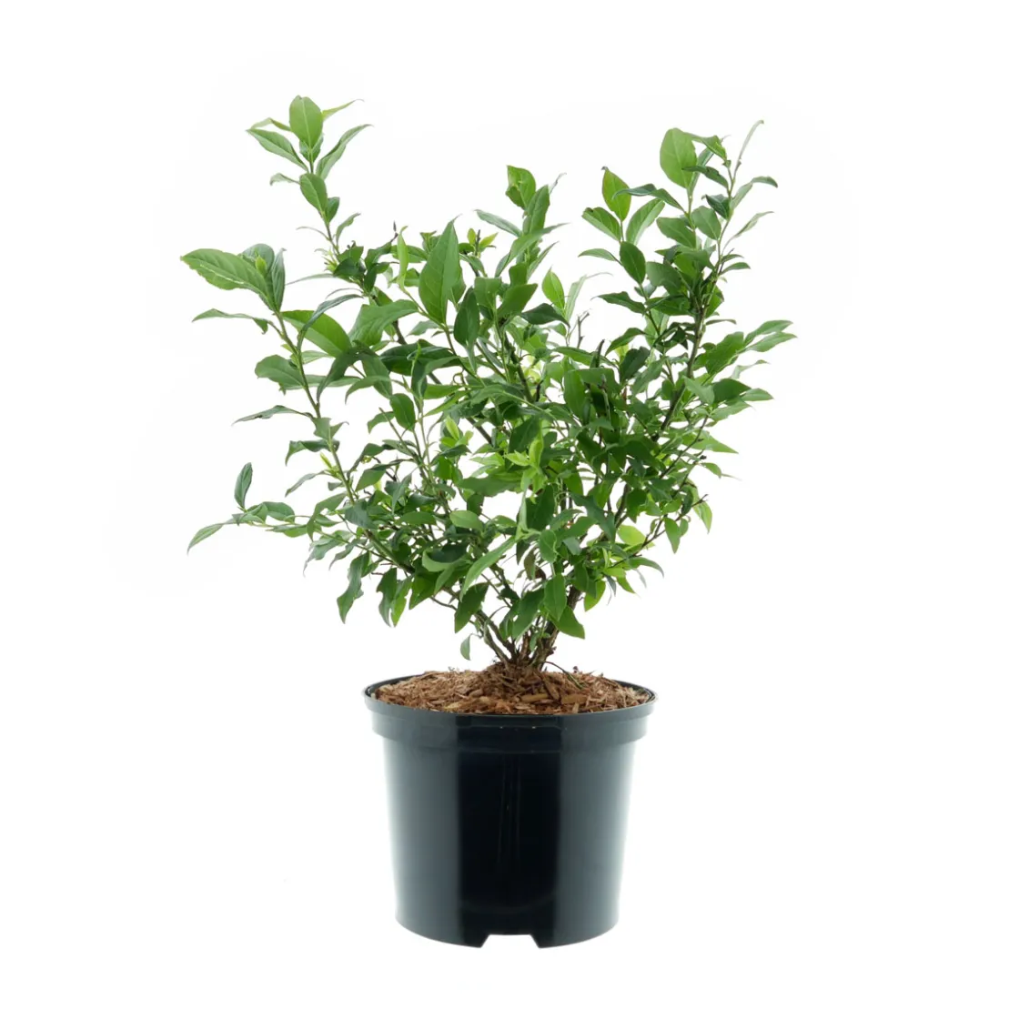 Heidelbeere Goldtraube Topf- Durchmesser 19 cm ^ Plantiflor Online