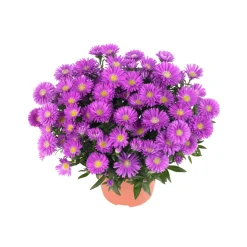 Herbst-Aster Topf Durchmesser 11 cm ^ Plantiflor Hot
