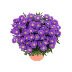 Herbst-Aster Topf Durchmesser 11 cm ^ Plantiflor Hot