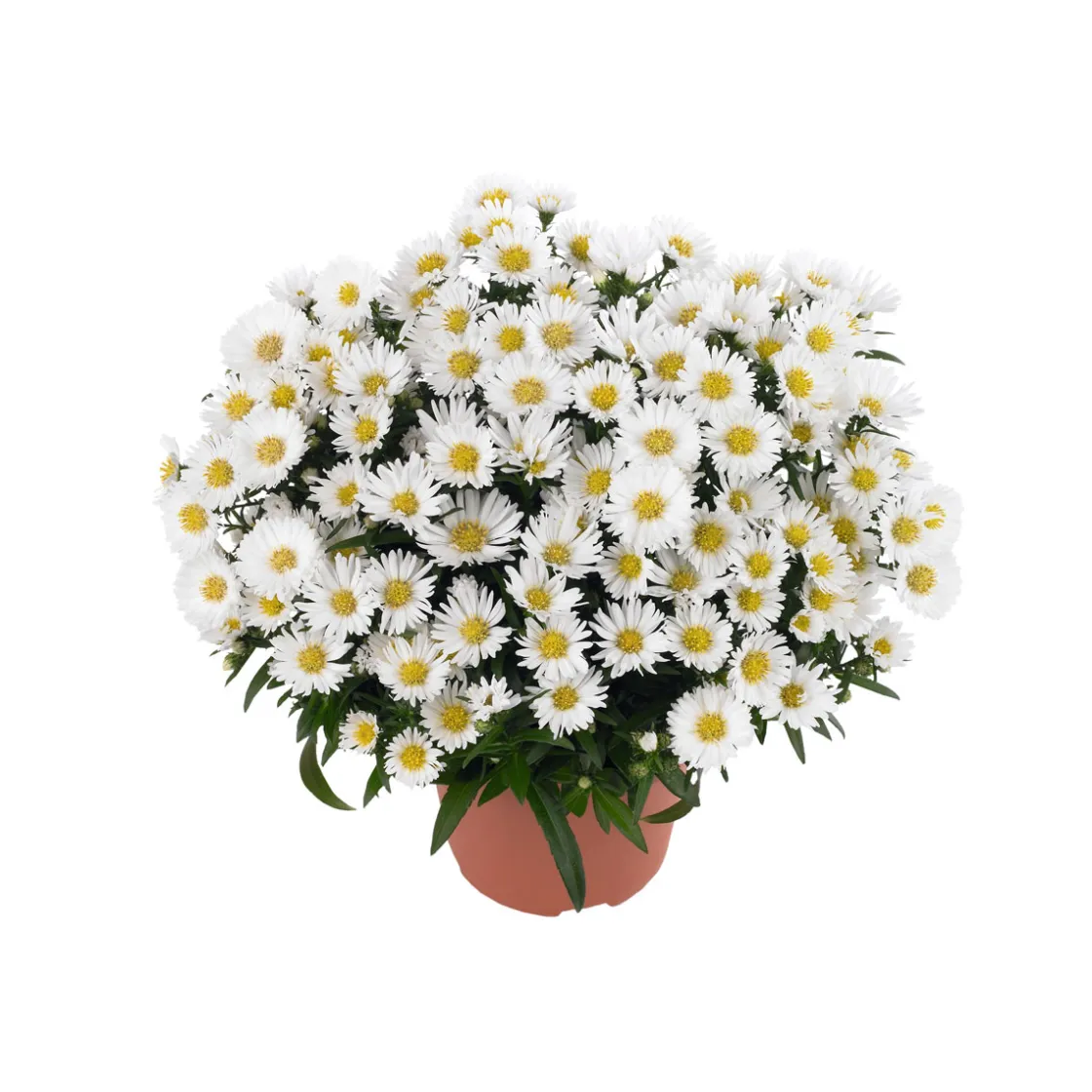 Herbst-Aster Topf Durchmesser 11 cm ^ Plantiflor Hot