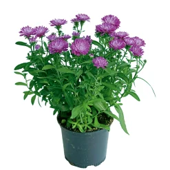 Herbstaster Trio Topf Durchmesser 13 cm ^ Plantiflor Discount