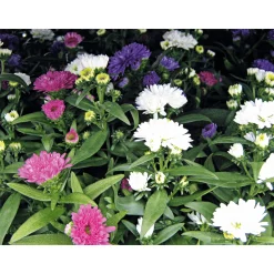 Herbstaster Trio Topf Durchmesser 13 cm ^ Plantiflor Discount