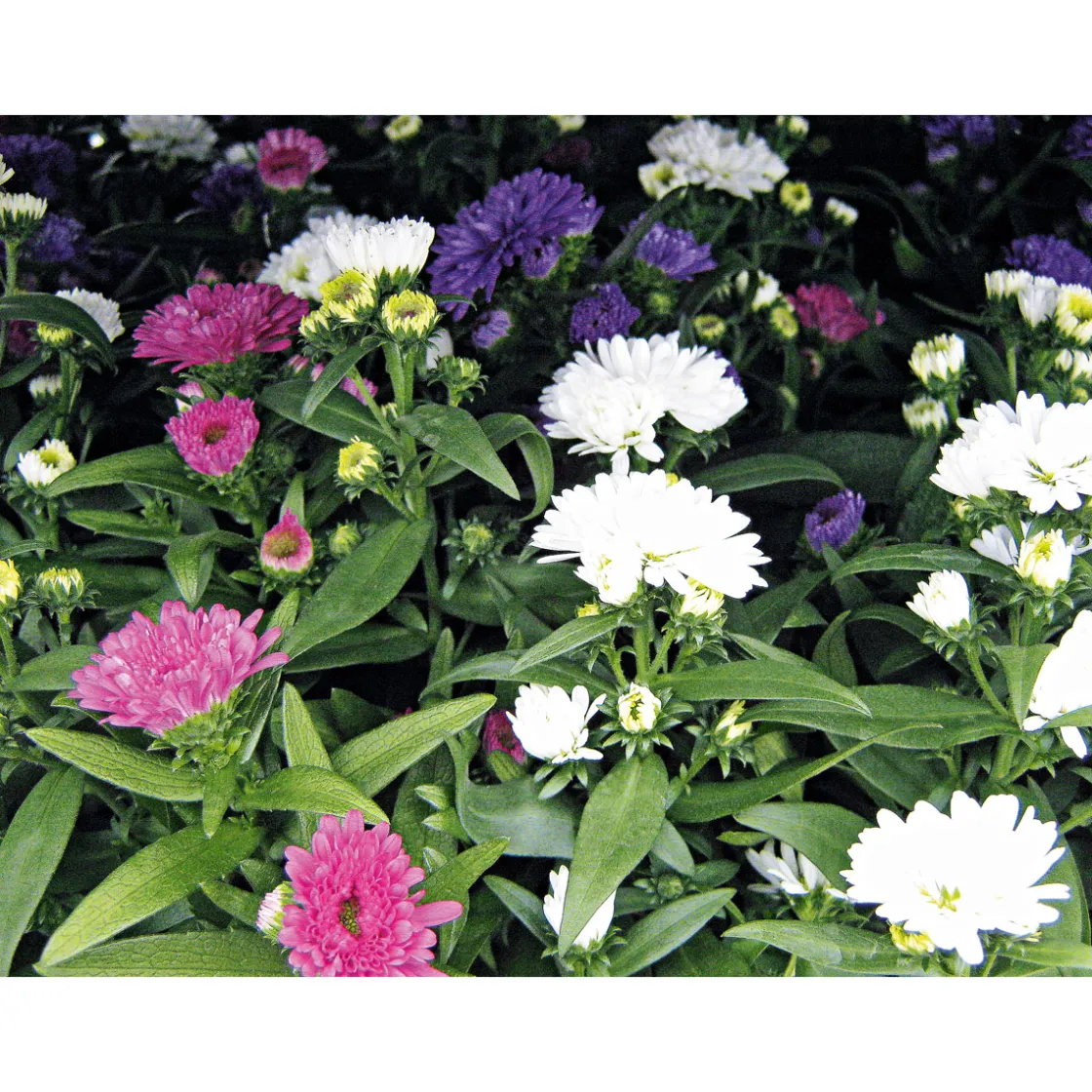 Herbstaster Trio Topf Durchmesser 13 cm ^ Plantiflor Discount