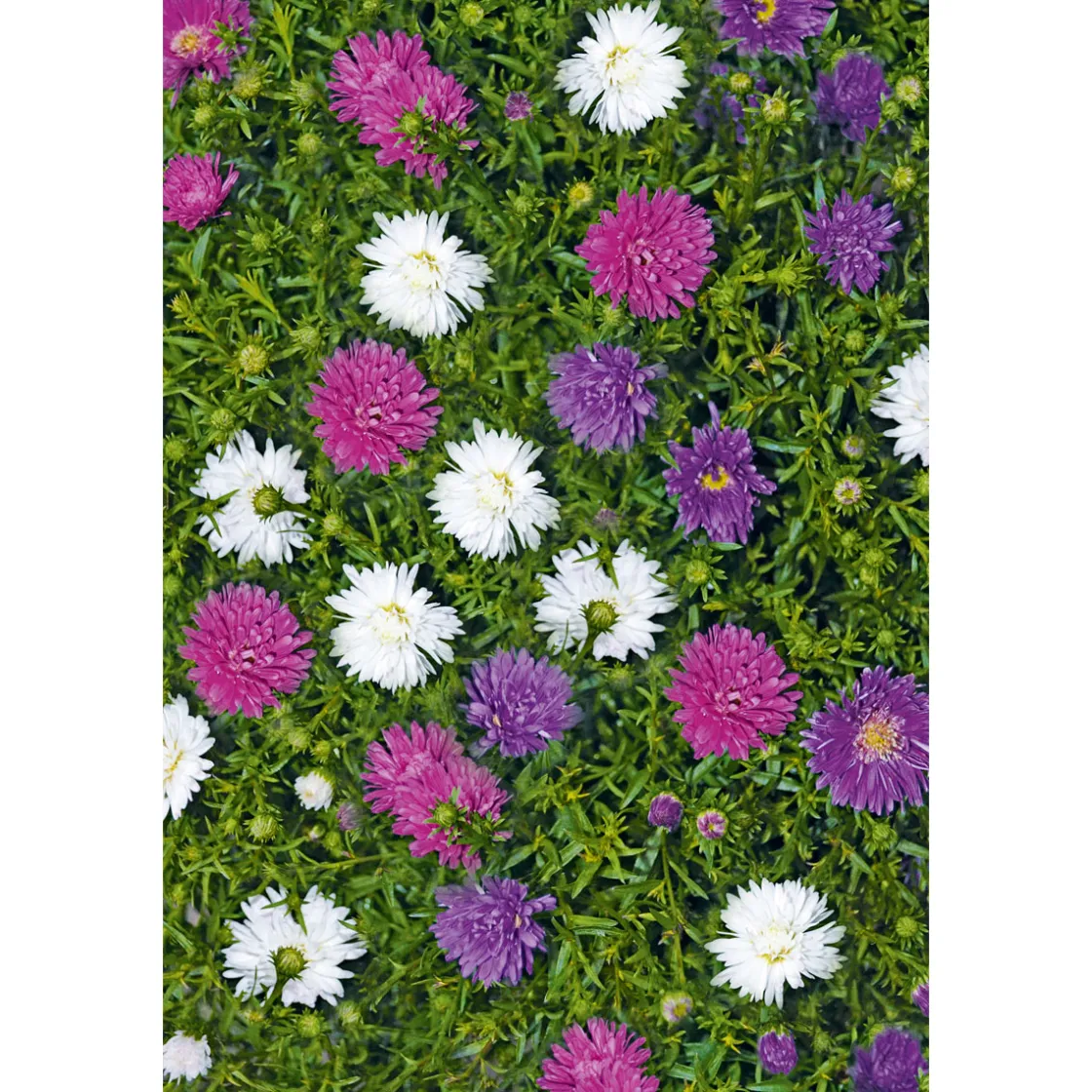 Herbstaster Trio Topf Durchmesser 13 cm ^ Plantiflor Discount