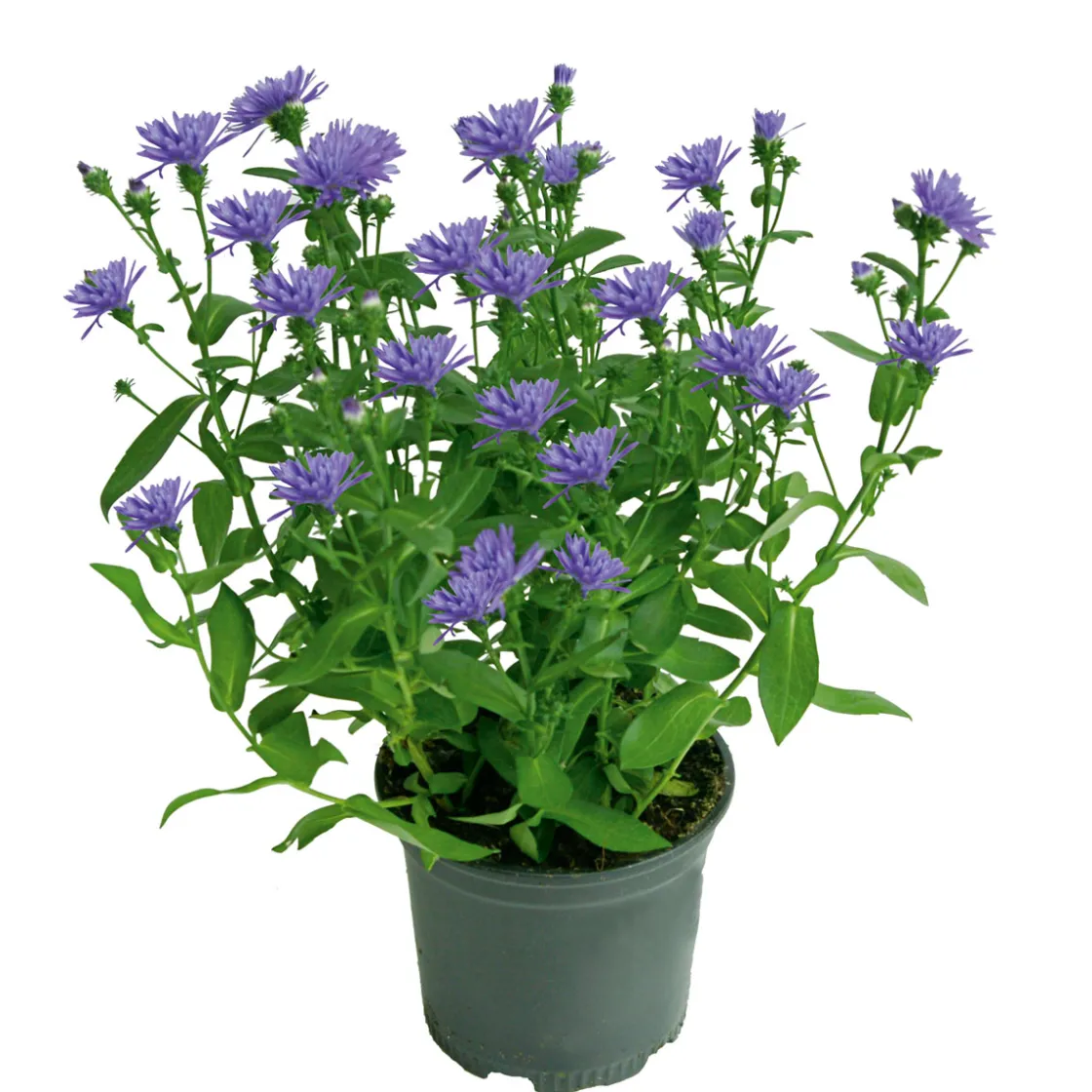 Herbstaster Trio Topf Durchmesser 13 cm ^ Plantiflor Discount