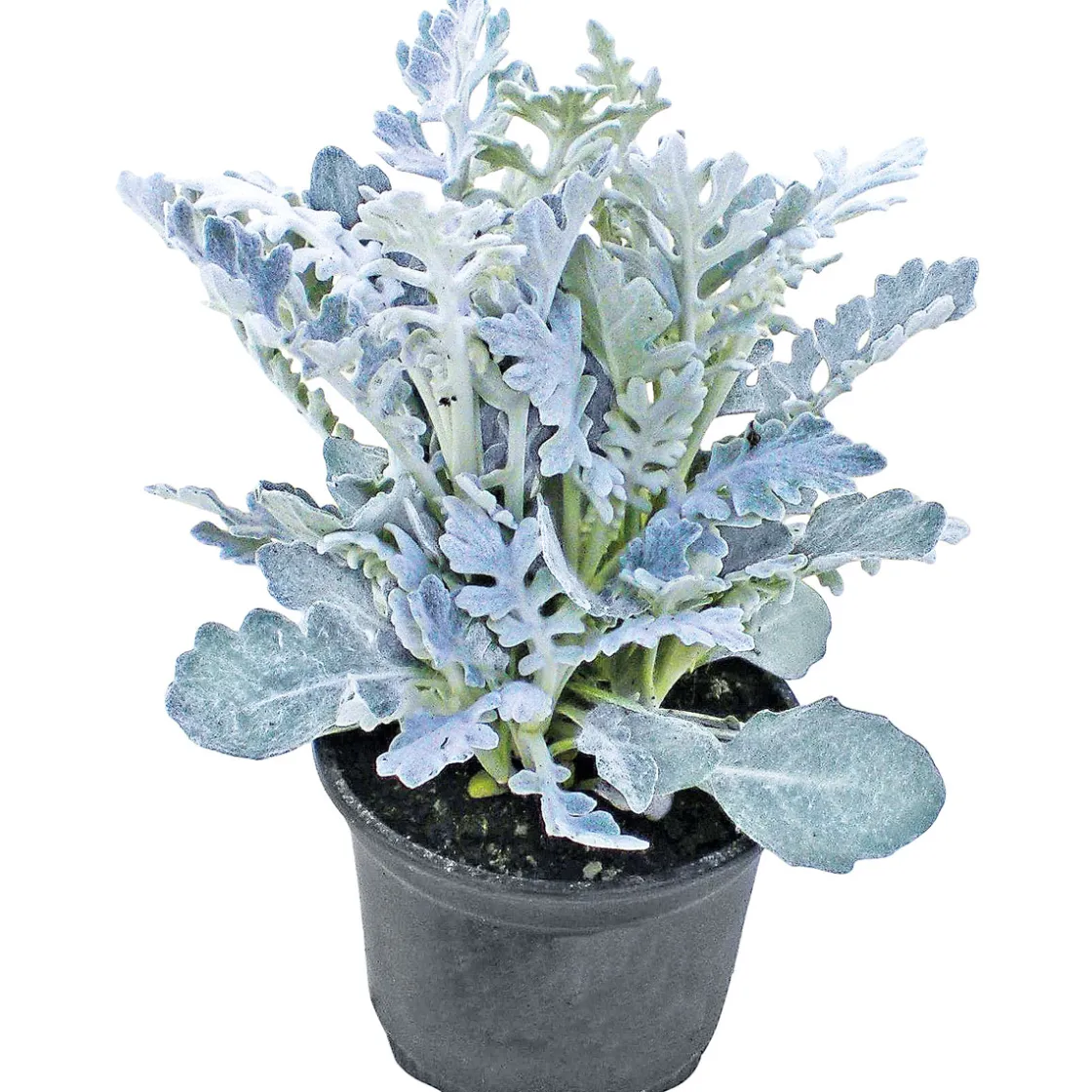 Herbstpflanzen Silberner Herbst 6er-Pack ^ Plantiflor Outlet