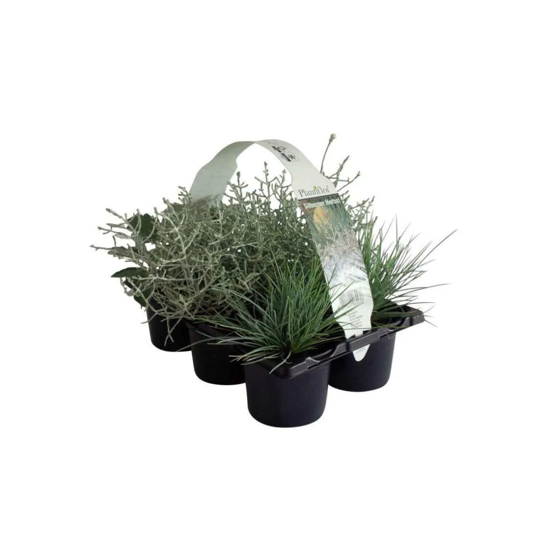 Herbstpflanzen Silberner Herbst 6er-Pack ^ Plantiflor Outlet
