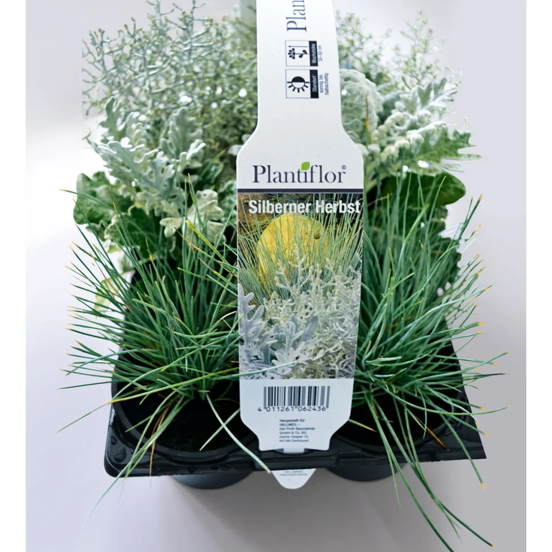 Herbstpflanzen Silberner Herbst 6er-Pack ^ Plantiflor Outlet