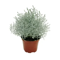Herbstpflanzen Silberner Herbst 6er-Pack ^ Plantiflor Outlet