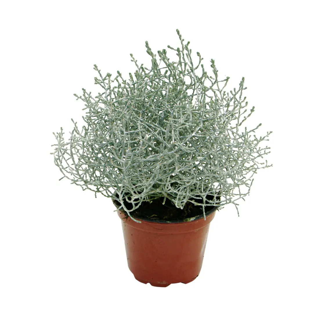 Herbstpflanzen Silberner Herbst 6er-Pack ^ Plantiflor Outlet