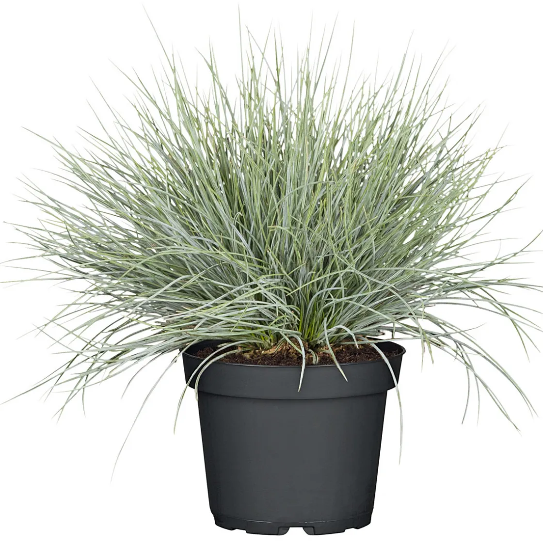 Herbstpflanzen Silberner Herbst 6er-Pack ^ Plantiflor Outlet