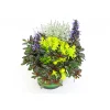Herbstpflanzen-Trio TrioLino Topf Durchmesser 13 cm ^ Plantiflor Sale