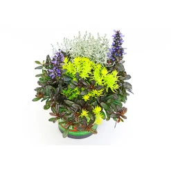 Herbstpflanzen-Trio TrioLino Topf Durchmesser 13 cm ^ Plantiflor Sale