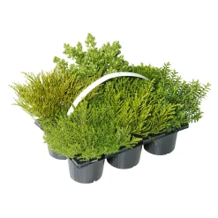 Herbsttray 6er-Pack Topf Durchmesser 9 cm ^ Plantiflor Best