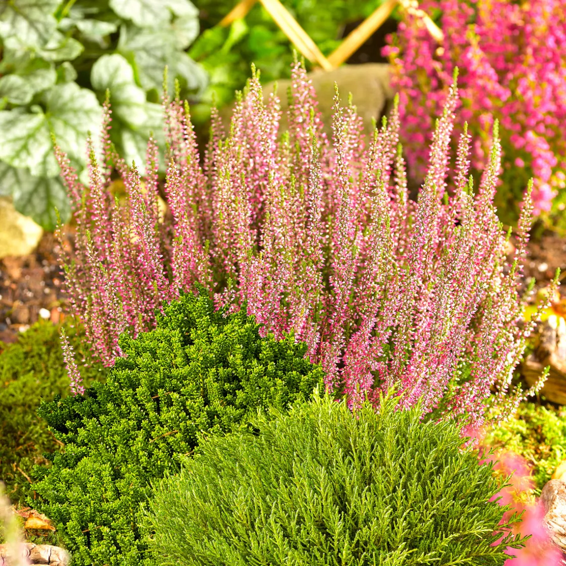 Herbsttray 6er-Pack Topf Durchmesser 9 cm ^ Plantiflor Best