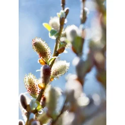 Hängekätzchenweide Topf Durchmesser 17 cm ^ Plantiflor Hot