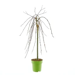 Hängekätzchenweide Topf Durchmesser 17 cm ^ Plantiflor Hot