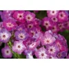 Hohe Flammenblume Topf- Durchmesser 19 cm ^ Plantiflor Online