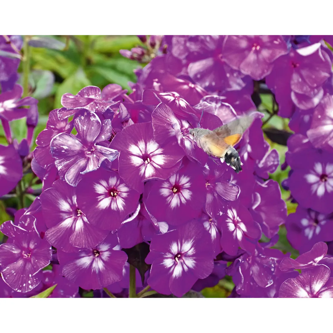 Hohe Flammenblume Topf- Durchmesser 19 cm ^ Plantiflor Online