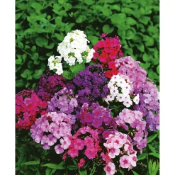 Hohe Flammenblume Topf- Durchmesser 19 cm ^ Plantiflor Online