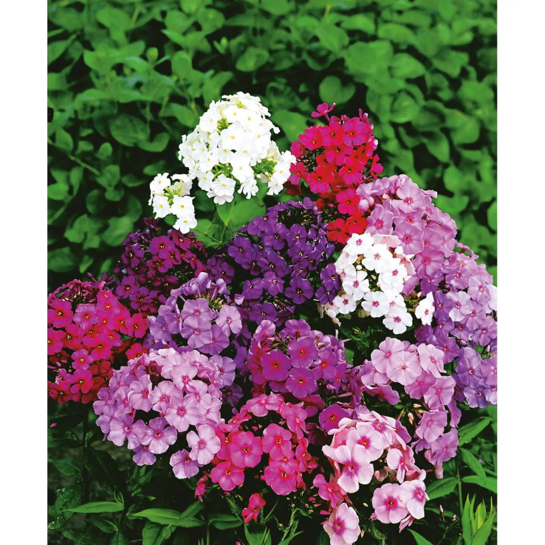 Hohe Flammenblume Topf- Durchmesser 19 cm ^ Plantiflor Online