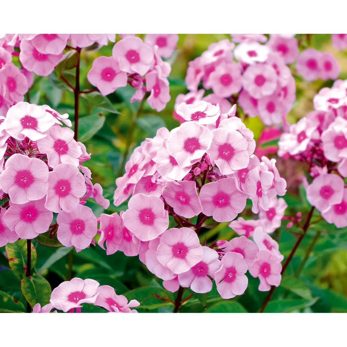 Hohe Flammenblume Topf- Durchmesser 19 cm ^ Plantiflor Online