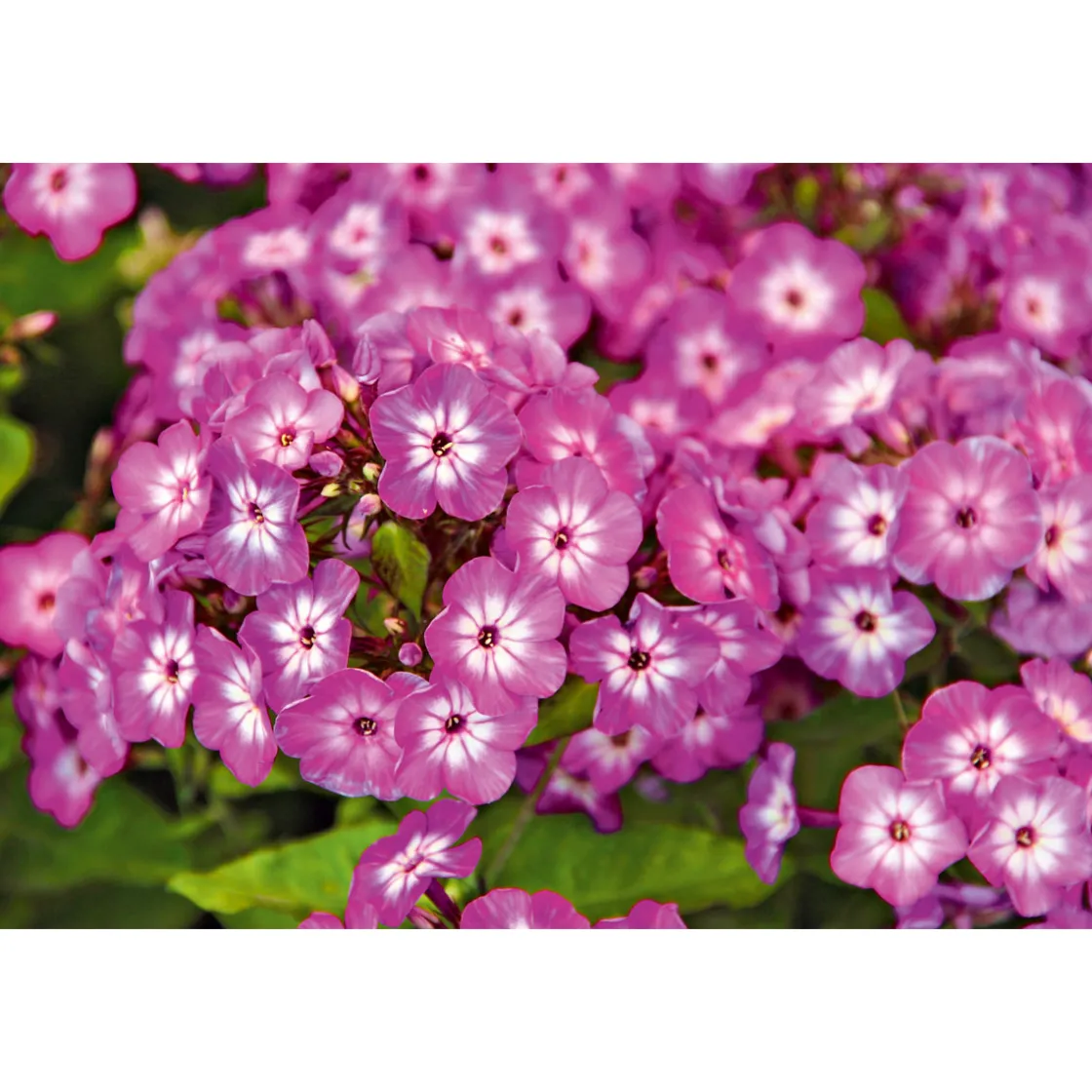 Hohe Flammenblume Topf- Durchmesser 19 cm ^ Plantiflor Online