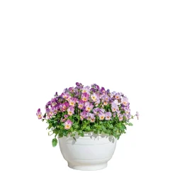 Hornveilchen Ampel Durchmesser 25 cm ^ Plantiflor