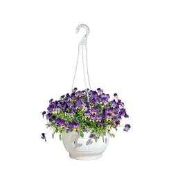Hornveilchen Ampel Durchmesser 25 cm ^ Plantiflor