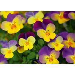 Hornveilchen Topf Durchmesser 9 cm ^ Plantiflor Sale