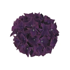 Hortensie Music Collection Topf Durchmesser 23 cm ^ Plantiflor Sale
