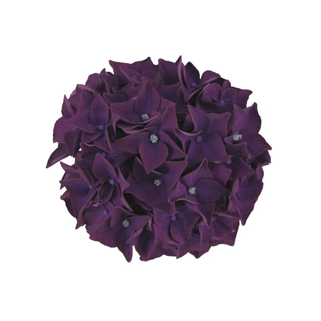 Hortensie Music Collection Topf Durchmesser 23 cm ^ Plantiflor Sale