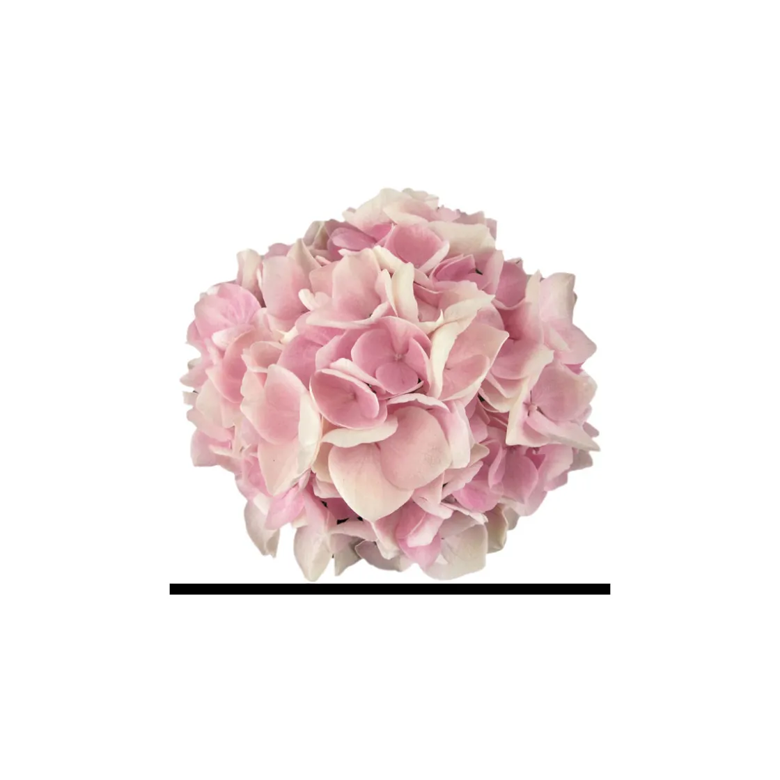 Hortensie Music Collection Topf Durchmesser 23 cm ^ Plantiflor Sale