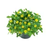 Husarenknopf im Topf Durchmesser 10,5 cm ^ Plantiflor Sale