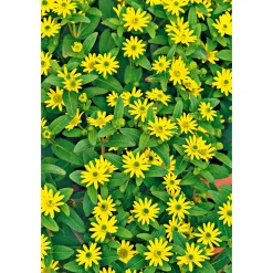 Husarenknopf im Topf Durchmesser 10,5 cm ^ Plantiflor Sale