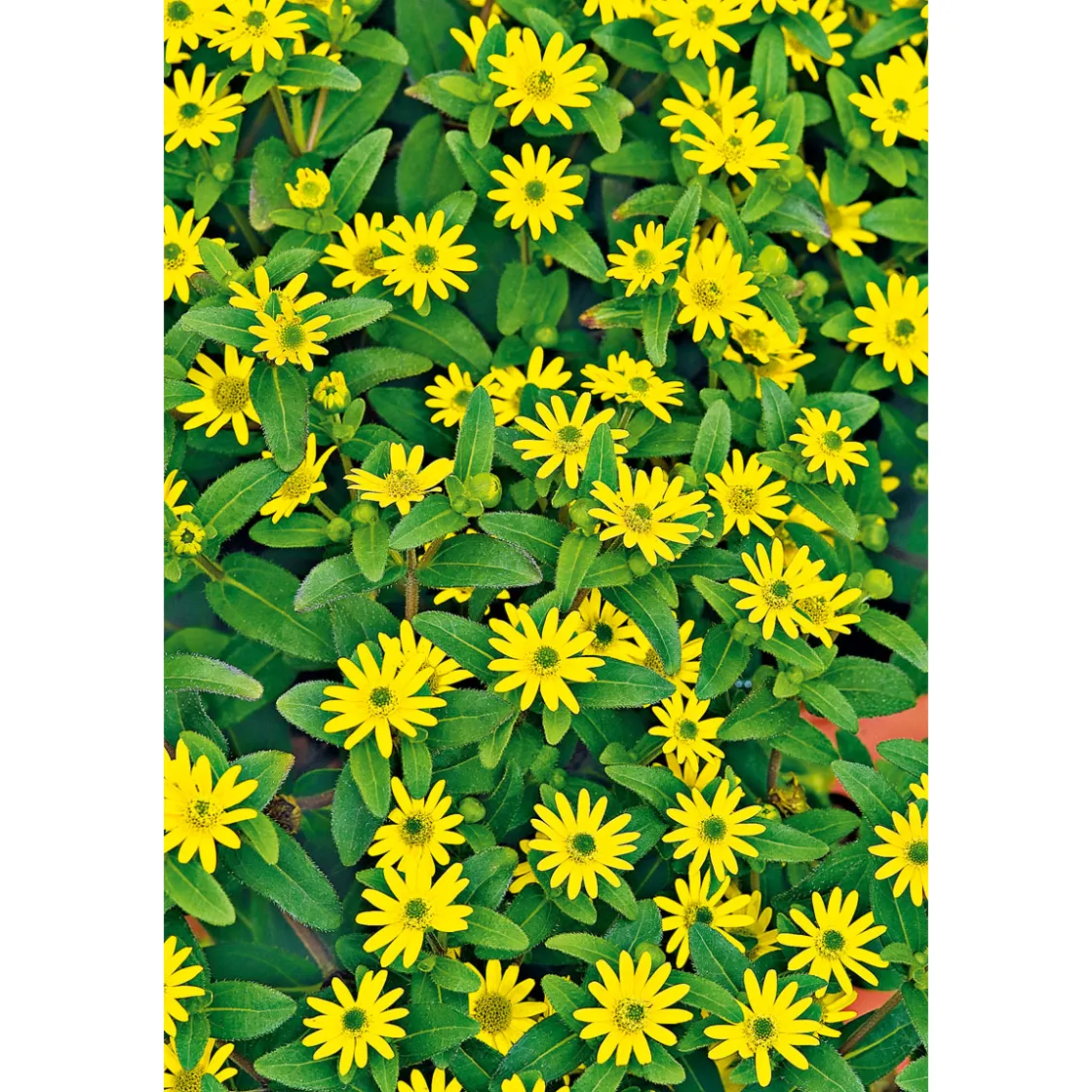 Husarenknopf im Topf Durchmesser 10,5 cm ^ Plantiflor Sale
