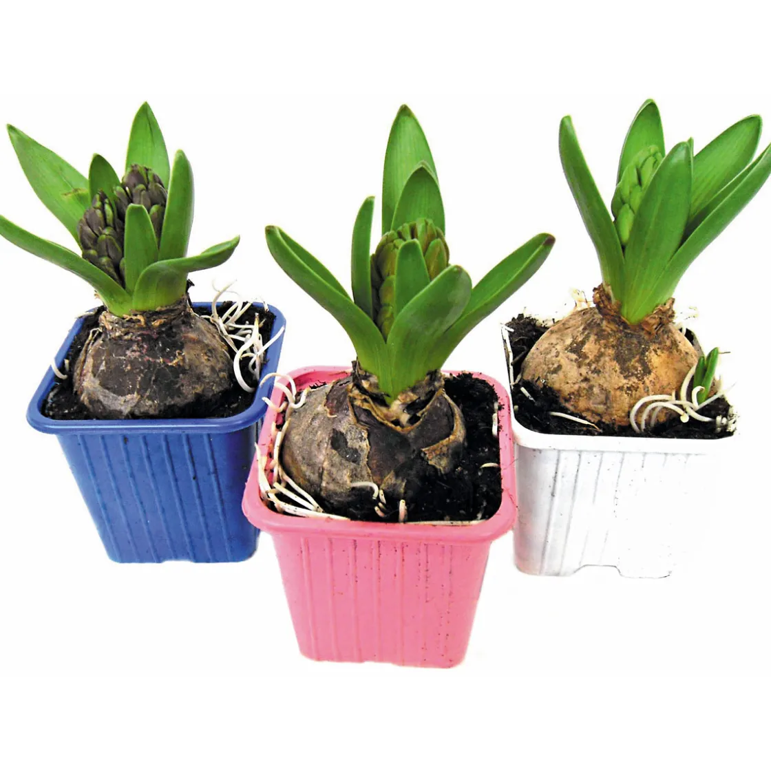 Hyanzinthe im Farbmix ^ Plantiflor Sale