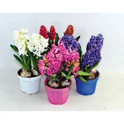 Hyanzinthe im Farbmix ^ Plantiflor Sale