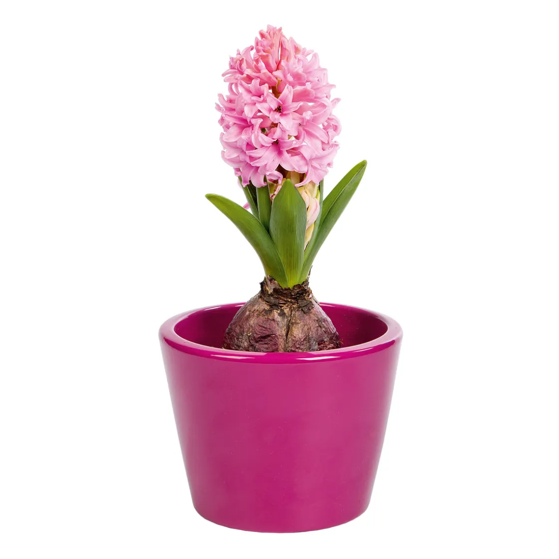 Hyanzinthe im Farbmix ^ Plantiflor Sale