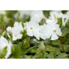 Immergrün Topf Dm 9,5 cm ^ Plantiflor Discount