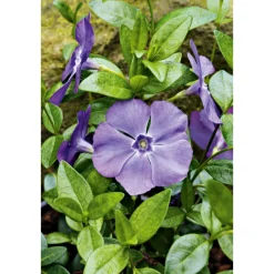 Immergrün Topf Dm 9,5 cm ^ Plantiflor Discount