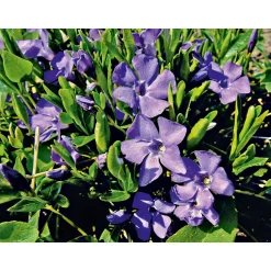 Immergrün Topf Dm 9,5 cm ^ Plantiflor Discount