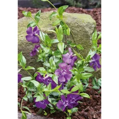 Immergrün Topf Dm 9,5 cm ^ Plantiflor Discount