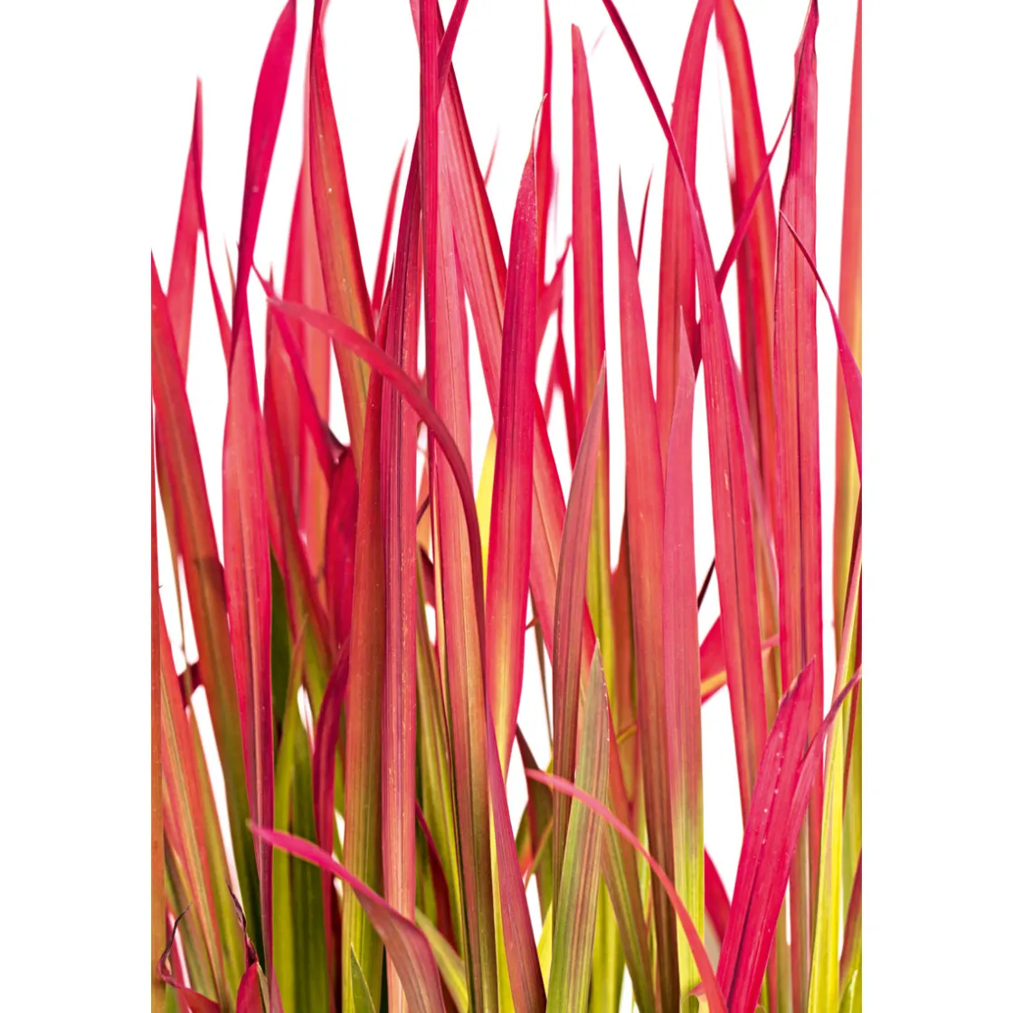 Japanisches Blutgras Red Baron Topf Durchmesser 19 cm ^ Plantiflor Hot
