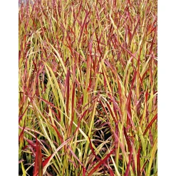 Japanisches Blutgras Red Baron Topf Durchmesser 19 cm ^ Plantiflor Hot
