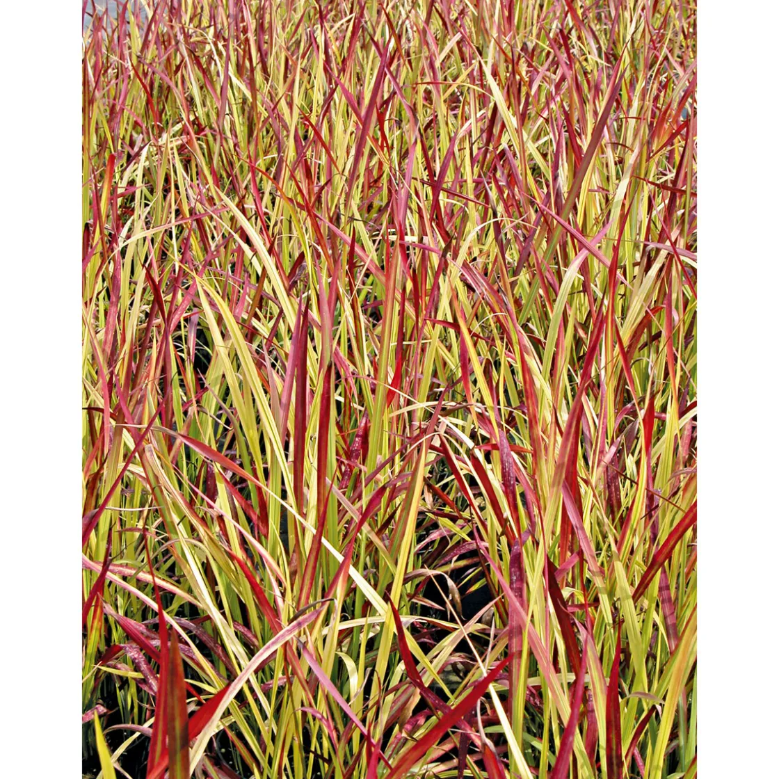 Japanisches Blutgras Red Baron Topf Durchmesser 19 cm ^ Plantiflor Hot