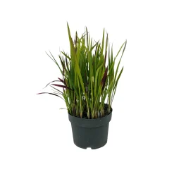 Japanisches Blutgras Red Baron Topf Durchmesser 19 cm ^ Plantiflor Hot