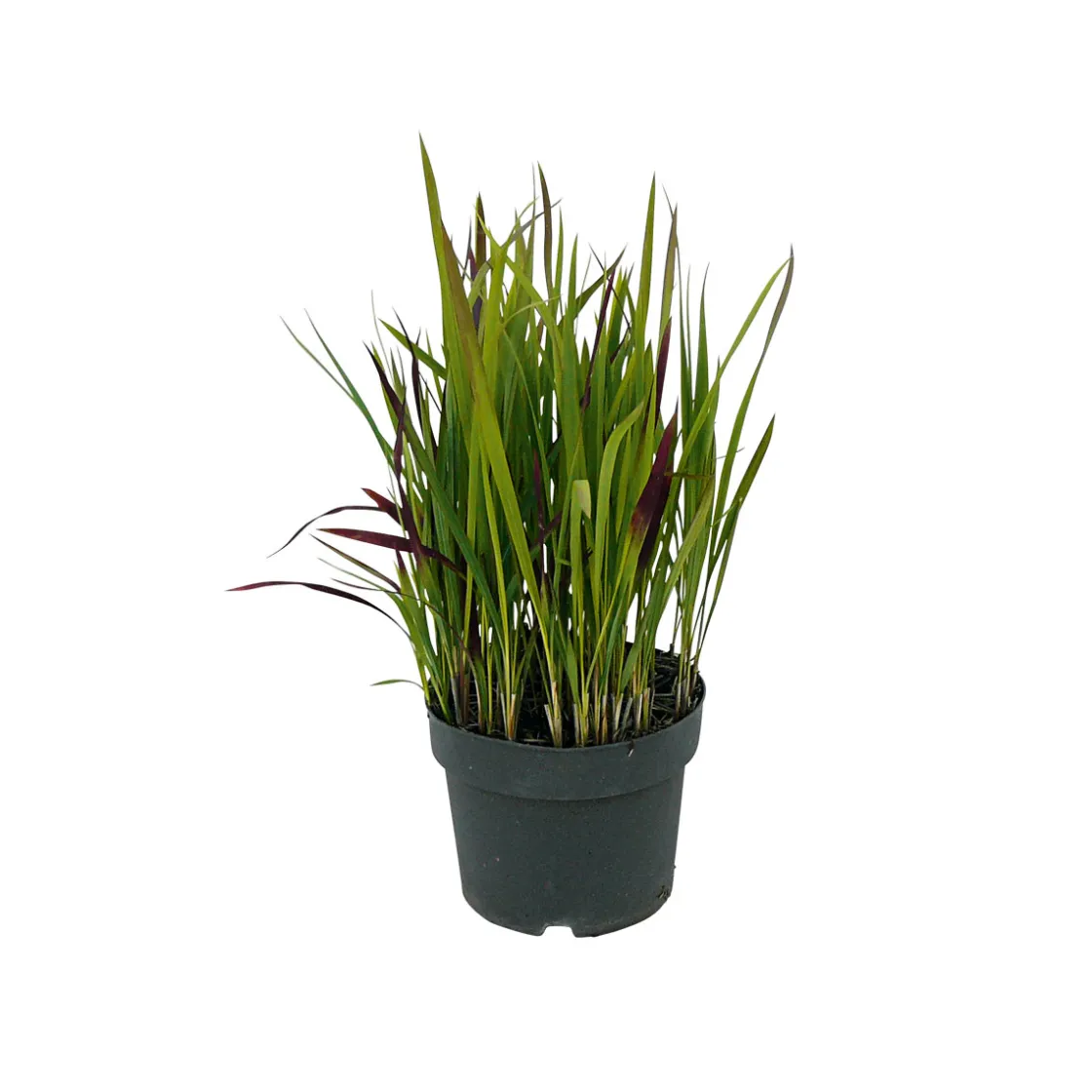 Japanisches Blutgras Red Baron Topf Durchmesser 19 cm ^ Plantiflor Hot