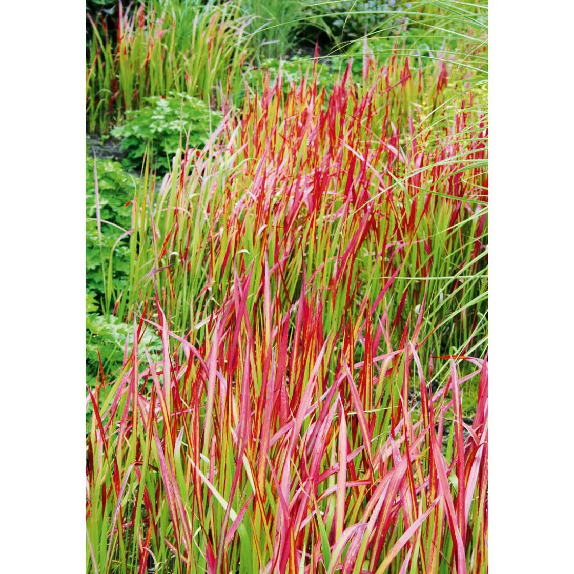 Japanisches Blutgras Red Baron Topf Durchmesser 19 cm ^ Plantiflor Hot
