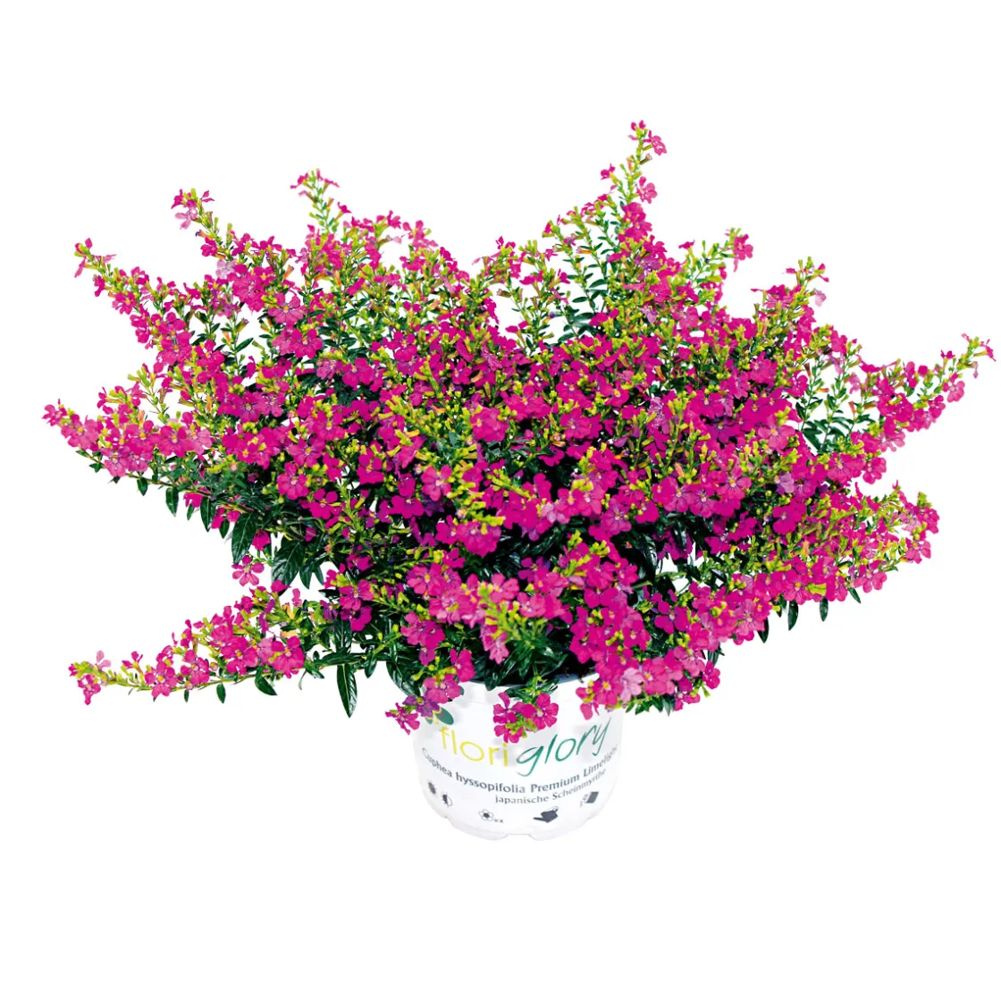 Japanische Scheinmyrthe Flori Glory Topf 11 cm ^ Plantiflor Sale